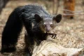 Aye-Aye, il lemure del demonio: aspetto, superstizioni e abitudini
