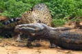 Il giaguaro, la caccia al caimano del re delle foreste sudamericane