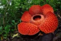 Rafflesia, la pianta parassita dal fiore gigantesco