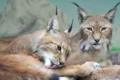Il Bioparco di Roma diventa un laboratorio per la salute del Pianeta