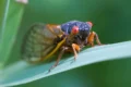 Cicala, la vibrante colonna sonora delle estati italiane