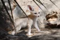 Bioparco di Roma, lieto evento: sono nati cinque cuccioli di Fennec