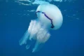 Puntura medusa: cosa fare davvero (e perché l'urina non serve a nulla)