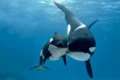 Orche, il predatore perfetto che cambia strategia di caccia a seconda dell'habitat