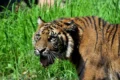 Tiger Day 2026: i successi per la conservazione della tigre
