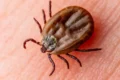 Zecche, il nemico estivo: come riconoscerle, rimuoverle e prevenirne la diffusione