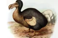 Dodo, storia di una della tante sconfitte dell'umanità