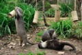 Bioparco di Roma: 4, 11 e 18 ottobre giornate dedicate alla protezione delle zone umide