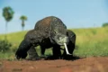 Drago di Komodo, la più grande lucertola del mondo
