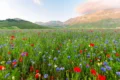 La nascita dei fiori: la rivoluzione silenziosa che ha cambiato la storia della Terra