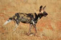 Licaoni, i cani selvatici d’Africa: predatori sociali in lotta per la sopravvivenza
