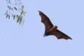 Pipistrelli, i mammiferi che hanno conquistato il cielo